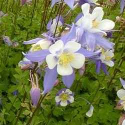 Ancolie "blue star".