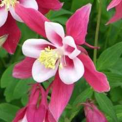 Ancolie "crimson star".