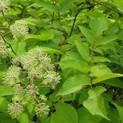 Aralia.