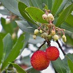 Arbousier, arbre aux fraises.