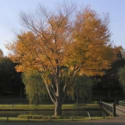 Arbre au caramel.