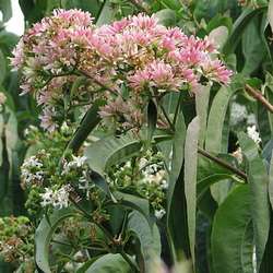 Arbre aux 7 fleurs.