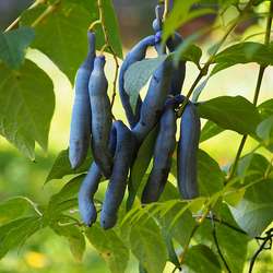 Arbre aux haricots bleus.