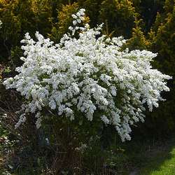 Arbre aux perles "The Bride".