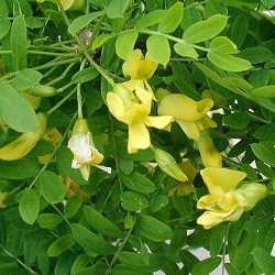 Arbre aux pois, caraganier.