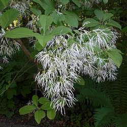 Arbre de neige