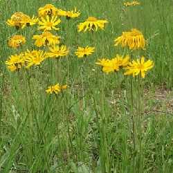 Arnica des montagnes.