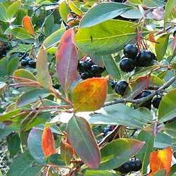 Aronia melanocarpa.
