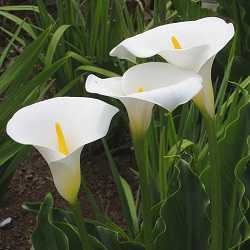 Arum ou calla.