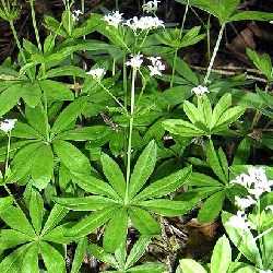 Aspérule odorante.