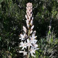 Asphodèle blanc.