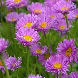Aster des Alpes rose.