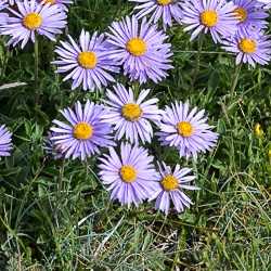 Aster des Alpes.