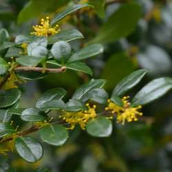 Azara à petites feuilles.