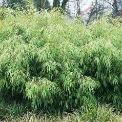Bambou fargesia rufa.