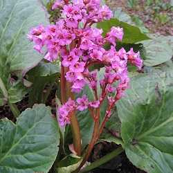 Bergénia cordifolia.