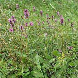 Bétoine officinale.