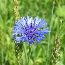 Bleuet.