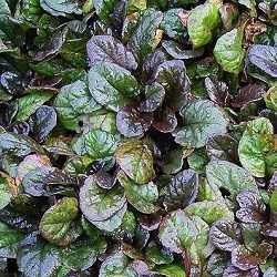 Bugle rampant "atropurpurea".