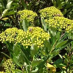 Buplèvre ligneux, ombelles de fleurs.
