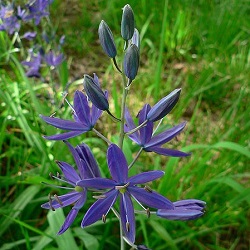 Camassia quamash.
