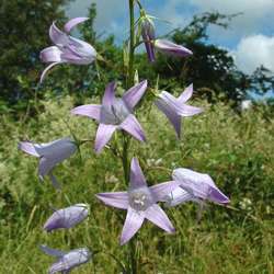 Campanule raiponce.