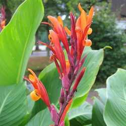 Canna indica.