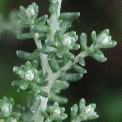 Cassinia "Ward Silver".