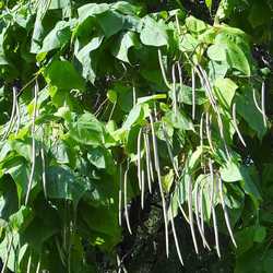 Catalpa.