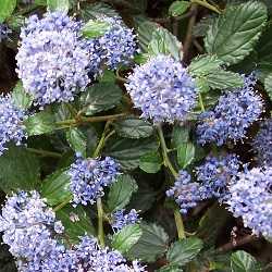 Céanothe "repens".