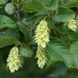 Charme-houblon, cônes.