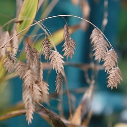 Chasmanthium latifolium.