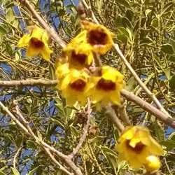 Chimonanthe précoce "grandiflorus".