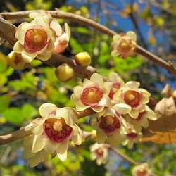 Chimonanthe précoce, fleurs.