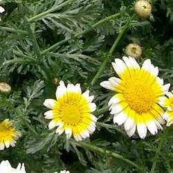 Chrysanthème comestible.