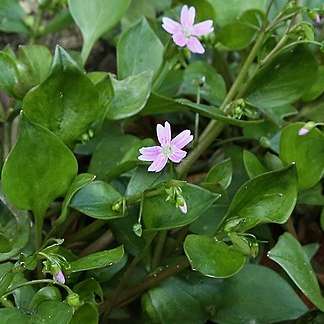 Claytone de Sibérie en fleurs.