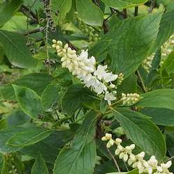 Clèthre à feuilles d'aulne.
