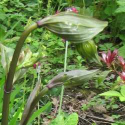 Cloche des fées.