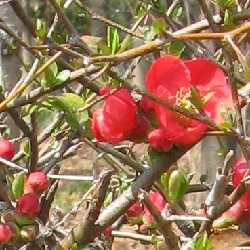 Cognassier du Japon speciosa.