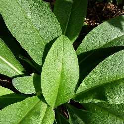Consoude officinale.
