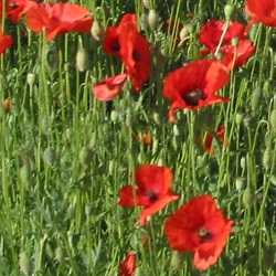 Coquelicot.