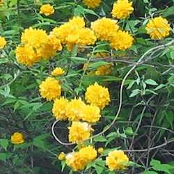 Corète du Japon "pleniflora".