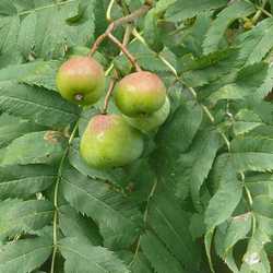 Feuilles et fruits de cormier.