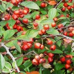 Cotonéaster franchetii.