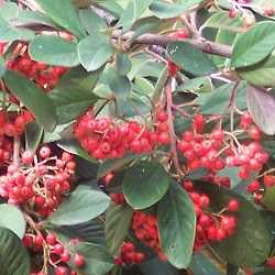 Cotonéaster lactéus.