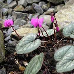 Cyclamen coum.