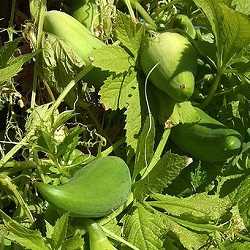 Cyclanthère.