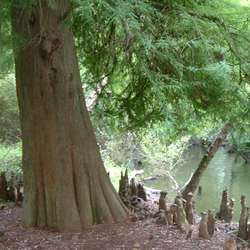 Cyprès chauve.