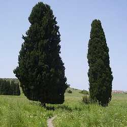 Cyprès.