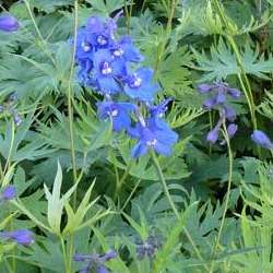 Delphinium x belladonna "Bellamosum".